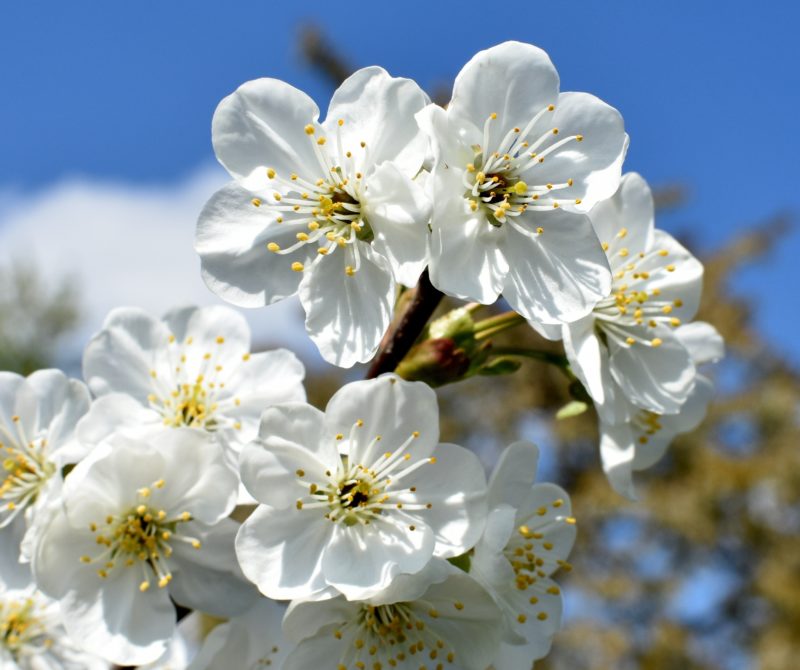 fleurs de cerisiers blanches devant un ciel bleu